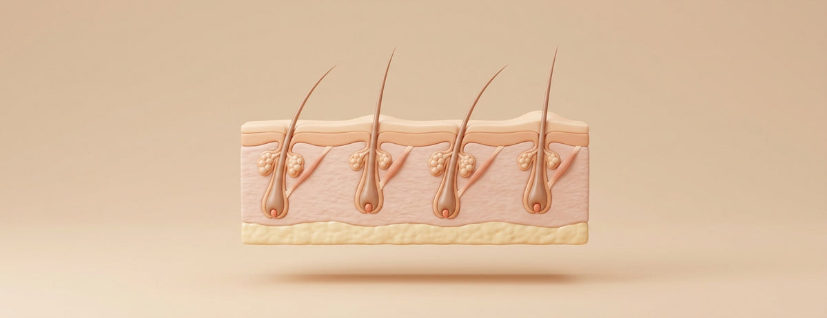 follicle-image2-v3-request.jpg